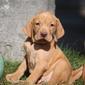 Vizsla 